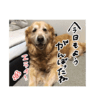 実家の犬ボスのスタンプ（個別スタンプ：3）