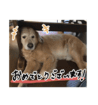 実家の犬ボスのスタンプ（個別スタンプ：4）