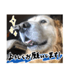 実家の犬ボスのスタンプ（個別スタンプ：5）