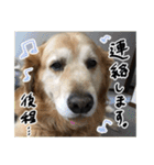 実家の犬ボスのスタンプ（個別スタンプ：7）