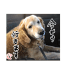 実家の犬ボスのスタンプ（個別スタンプ：8）