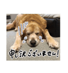実家の犬ボスのスタンプ（個別スタンプ：9）