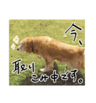 実家の犬ボスのスタンプ（個別スタンプ：10）