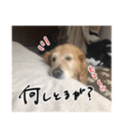 実家の犬ボスのスタンプ（個別スタンプ：11）