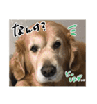 実家の犬ボスのスタンプ（個別スタンプ：12）