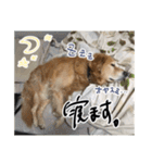 実家の犬ボスのスタンプ（個別スタンプ：13）