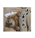 実家の犬ボスのスタンプ（個別スタンプ：14）