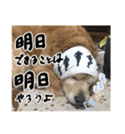実家の犬ボスのスタンプ（個別スタンプ：15）