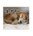 実家の犬ボスのスタンプ（個別スタンプ：17）