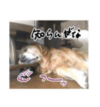 実家の犬ボスのスタンプ（個別スタンプ：18）