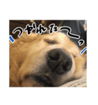 実家の犬ボスのスタンプ（個別スタンプ：19）