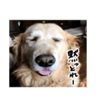 実家の犬ボスのスタンプ（個別スタンプ：20）