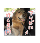 実家の犬ボスのスタンプ（個別スタンプ：21）