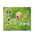実家の犬ボスのスタンプ（個別スタンプ：22）