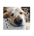 実家の犬ボスのスタンプ（個別スタンプ：25）