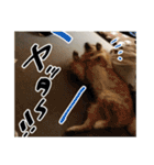 実家の犬ボスのスタンプ（個別スタンプ：27）