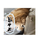 実家の犬ボスのスタンプ（個別スタンプ：28）