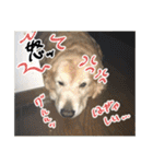 実家の犬ボスのスタンプ（個別スタンプ：29）