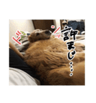 実家の犬ボスのスタンプ（個別スタンプ：30）