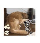 実家の犬ボスのスタンプ（個別スタンプ：31）