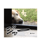 実家の犬ボスのスタンプ（個別スタンプ：32）