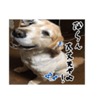 実家の犬ボスのスタンプ（個別スタンプ：33）