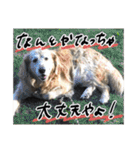 実家の犬ボスのスタンプ（個別スタンプ：34）