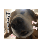 実家の犬ボスのスタンプ（個別スタンプ：35）