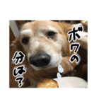 実家の犬ボスのスタンプ（個別スタンプ：36）