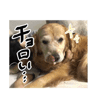 実家の犬ボスのスタンプ（個別スタンプ：37）