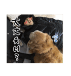 実家の犬ボスのスタンプ（個別スタンプ：39）