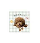 毎日使えるヌンちゃんスタンプ❤︎（個別スタンプ：19）
