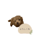 毎日使えるヌンちゃんスタンプ❤︎（個別スタンプ：21）