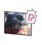 チワワ会話2（個別スタンプ：8）