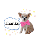 ぼく、犬マロン その1（個別スタンプ：1）