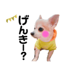 ぼく、犬マロン その1（個別スタンプ：2）