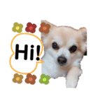 ぼく、犬マロン その1（個別スタンプ：3）