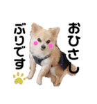 ぼく、犬マロン その1（個別スタンプ：4）