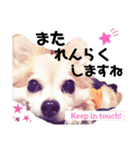 ぼく、犬マロン その1（個別スタンプ：5）