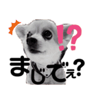 ぼく、犬マロン その1（個別スタンプ：7）