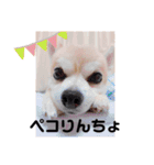 ぼく、犬マロン その1（個別スタンプ：8）