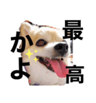 ぼく、犬マロン その1（個別スタンプ：10）