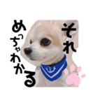 ぼく、犬マロン その1（個別スタンプ：11）