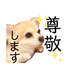 ぼく、犬マロン その1（個別スタンプ：12）