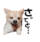ぼく、犬マロン その1（個別スタンプ：13）