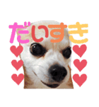 ぼく、犬マロン その1（個別スタンプ：15）
