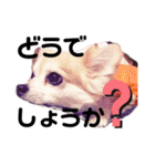 ぼく、犬マロン その1（個別スタンプ：16）