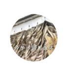 石垣すたんぷ（個別スタンプ：21）
