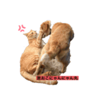わんにゃんギャル語（個別スタンプ：1）