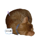 わんにゃんギャル語（個別スタンプ：3）